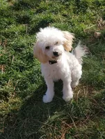 Shadow, a male Chipoo for sale in Roundup, MT – 1 of 3