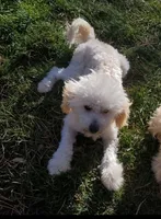 Shadow, a male Chipoo for sale in Roundup, MT – 2 of 3