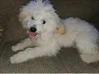 Shadow, a male Chipoo for sale in Roundup, MT – 3 of 3