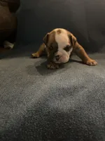 Black face female, a female English Bulldog for sale in Tupelo, MS – 2 of 3