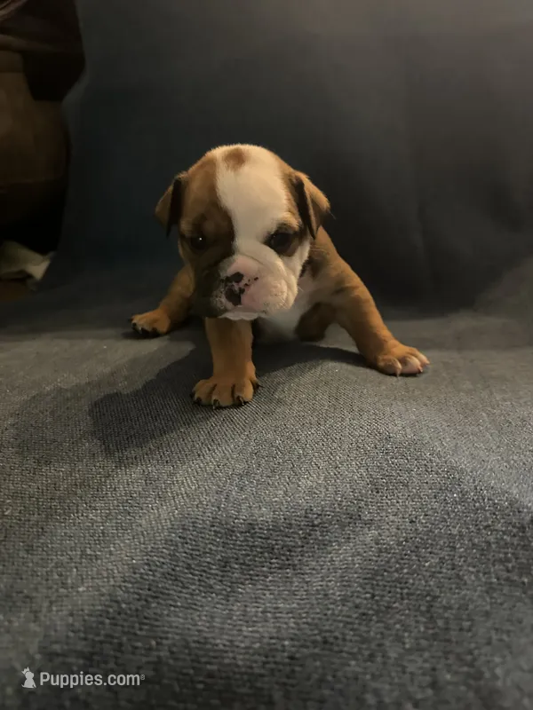 Black face female – English Bulldog puppy for sale in Durham, NC
