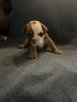 Black face female, a female English Bulldog for sale in Tupelo, MS – 1 of 3