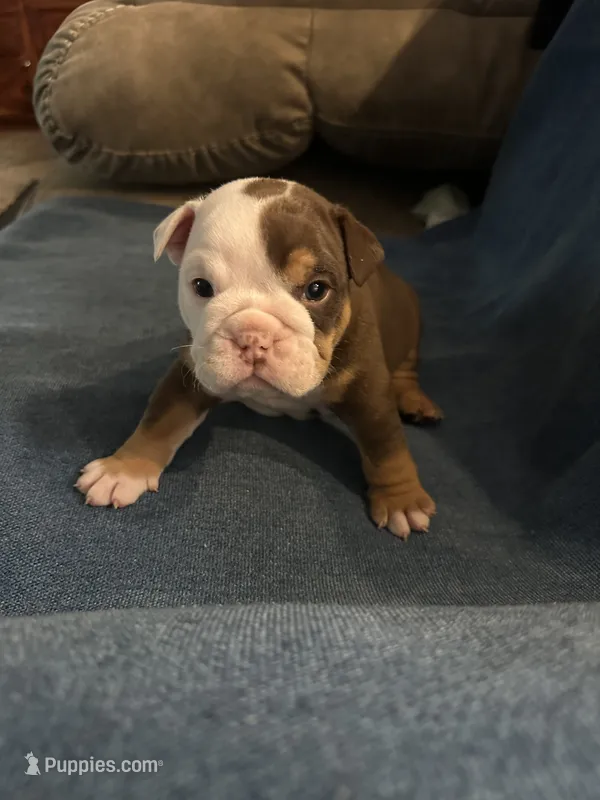 Chocolate tri  – English Bulldog puppy for sale in Durham, NC