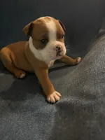 Red and white, a female English Bulldog for sale in Tupelo, MS – 2 of 2