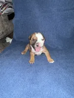Black face female, a female English Bulldog for sale in Tupelo, MS – 3 of 3