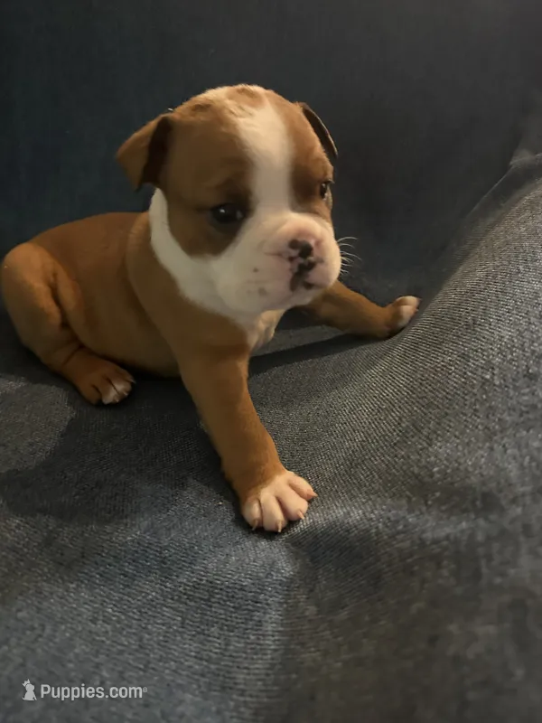 Red male 2 – English Bulldog puppy for sale in Durham, NC