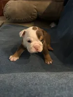 Chocolate tri , a female English Bulldog for sale in Tupelo, MS – 2 of 2