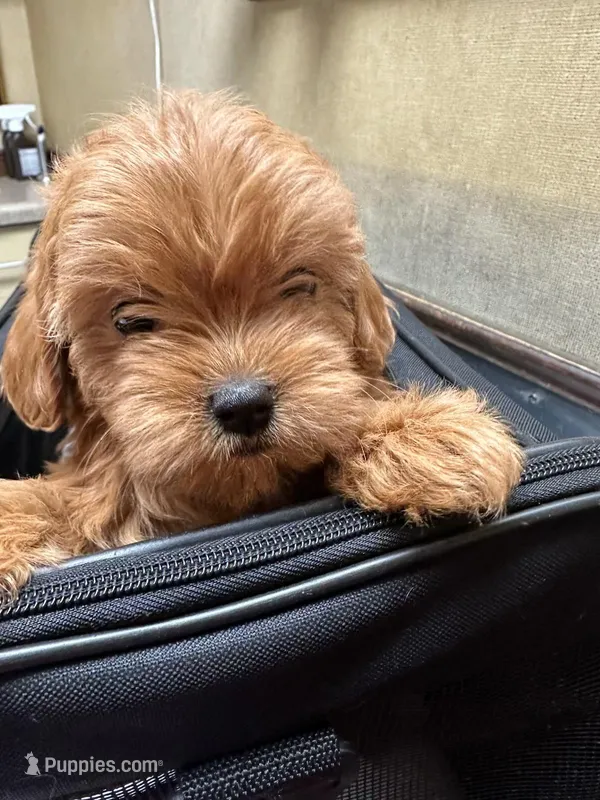 Wilma. T-Cup  – Maltipoo puppy for sale in Sequatchie, TN