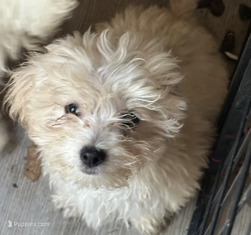 Cody is a Teacup – Maltipoo puppy for sale in Sequatchie, TN