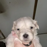 Cody is a Teacup, a female Maltipoo for sale in Sequatchie, TN – Photo 2 of 2