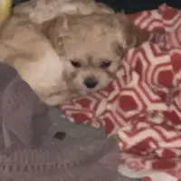 Noelle, a female Cavapoo for sale in Sequatchie, TN – Photo 1 of 3