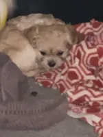 Noelle, a female Cavapoo for sale in Sequatchie, TN – Photo 1 of 3