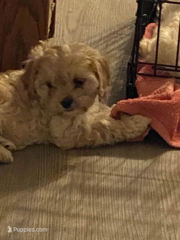 Noelle – Cavapoo puppy for sale in Sequatchie, TN