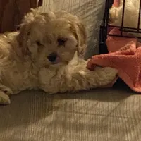 Noelle, a female Cavapoo for sale in Sequatchie, TN – Photo 3 of 3