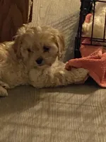 Noelle, a female Cavapoo for sale in Sequatchie, TN – Photo 3 of 3