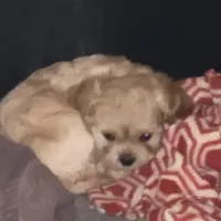 Noelle, a female Cavapoo for sale in Sequatchie, TN – Photo 2 of 3