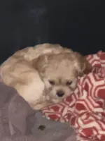 Noelle, a female Cavapoo for sale in Sequatchie, TN – Photo 2 of 3