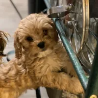 Joy, a female Cavapoo for sale in Sequatchie, TN – Photo 3 of 3