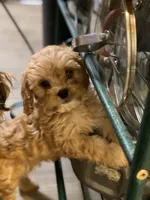 Joy, a female Cavapoo for sale in Sequatchie, TN – Photo 3 of 3