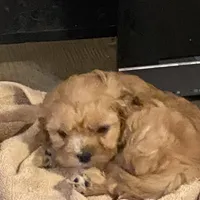 Joy, a female Cavapoo for sale in Sequatchie, TN – Photo 2 of 3