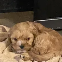 Joy, a female Cavapoo for sale in Sequatchie, TN – Photo 1 of 3