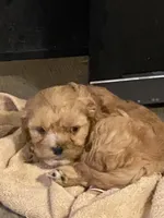 Joy, a female Cavapoo for sale in Sequatchie, TN – Photo 1 of 3