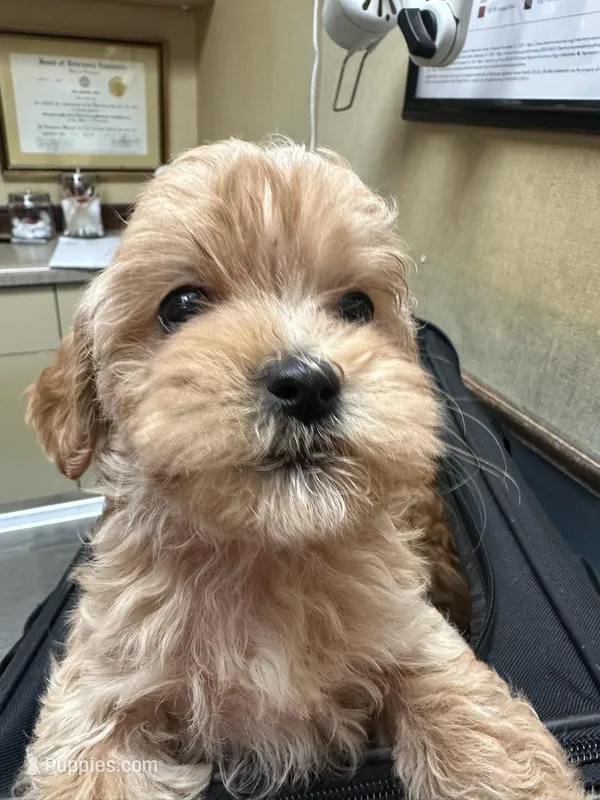 Betty  T-Cup, a female Maltipoo for sale in Sequatchie, TN – Photo 1 of 1