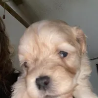 Sally is a Teacup, a female Maltipoo for sale in Sequatchie, TN – Photo 2 of 2