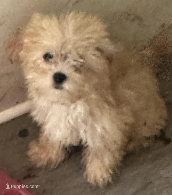 Sally is a Teacup – Maltipoo puppy for sale in Sequatchie, TN