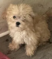 Sally is a Teacup, a female Maltipoo for sale in Sequatchie, TN – Photo 1 of 2