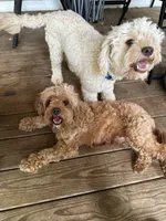 Snoop Dogg, a male Cavapoo for sale in Sequatchie, TN – Photo 3 of 3