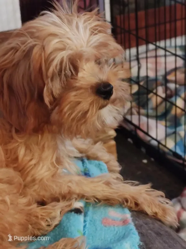 Snoop Dogg, a male Cavapoo for sale in Sequatchie, TN – Photo 1 of 3