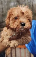 Snoop Dogg, a male Cavapoo for sale in Sequatchie, TN – Photo 2 of 3
