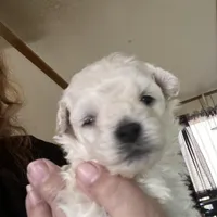 Boomer is a Teacup, a male Maltipoo for sale in Sequatchie, TN – Photo 2 of 2