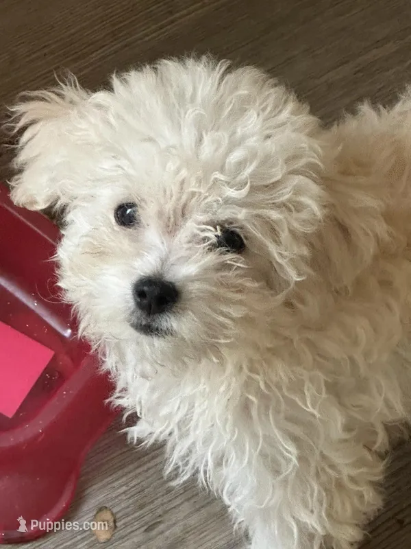 Boomer is a Teacup – Maltipoo puppy for sale in Sequatchie, TN