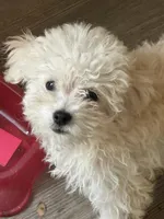 Boomer is a Teacup, a male Maltipoo for sale in Sequatchie, TN – Photo 1 of 2