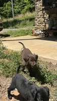Labrador retriever, German shorthaired pointer mix, a male German Shorthaired Pointer and Labrador Retriever for sale in Mountainburg, AR – 9 of 10
