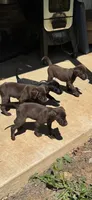 Labrador retriever, German shorthaired pointer mix, a male German Shorthaired Pointer and Labrador Retriever for sale in Mountainburg, AR – 2 of 10