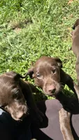 Labrador retriever, German shorthaired pointer mix, a male German Shorthaired Pointer and Labrador Retriever for sale in Mountainburg, AR – 7 of 10