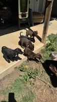 Labrador retriever, German shorthaired pointer mix, a male German Shorthaired Pointer and Labrador Retriever for sale in Mountainburg, AR – 10 of 10
