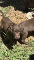 Labrador retriever, German shorthaired pointer mix, a male German Shorthaired Pointer and Labrador Retriever for sale in Mountainburg, AR – 5 of 10