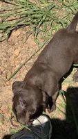 Labrador retriever, German shorthaired pointer mix, a male German Shorthaired Pointer and Labrador Retriever for sale in Mountainburg, AR – 6 of 10