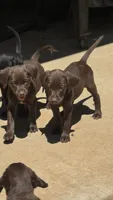 Labrador retriever, German shorthaired pointer mix, a male German Shorthaired Pointer and Labrador Retriever for sale in Mountainburg, AR – 4 of 10