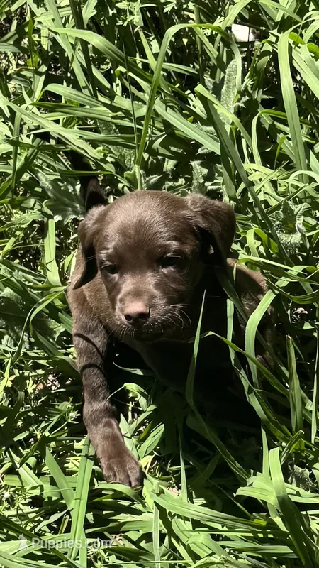 Labrador retriever, German shorthaired pointer mix – German Shorthaired Pointer, Labrador Retriever puppy for sale in Mountainburg, AR