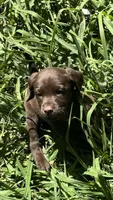 Labrador retriever, German shorthaired pointer mix, a male German Shorthaired Pointer and Labrador Retriever for sale in Mountainburg, AR – 1 of 10