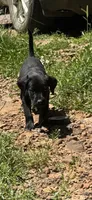 Labrador retriever, German shorthaired pointer mix, a male German Shorthaired Pointer and Labrador Retriever for sale in Mountainburg, AR – 3 of 10