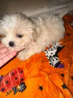 Butterball, a male Shihpoo and Shih Tzu for sale in Anderson, SC – 1 of 2