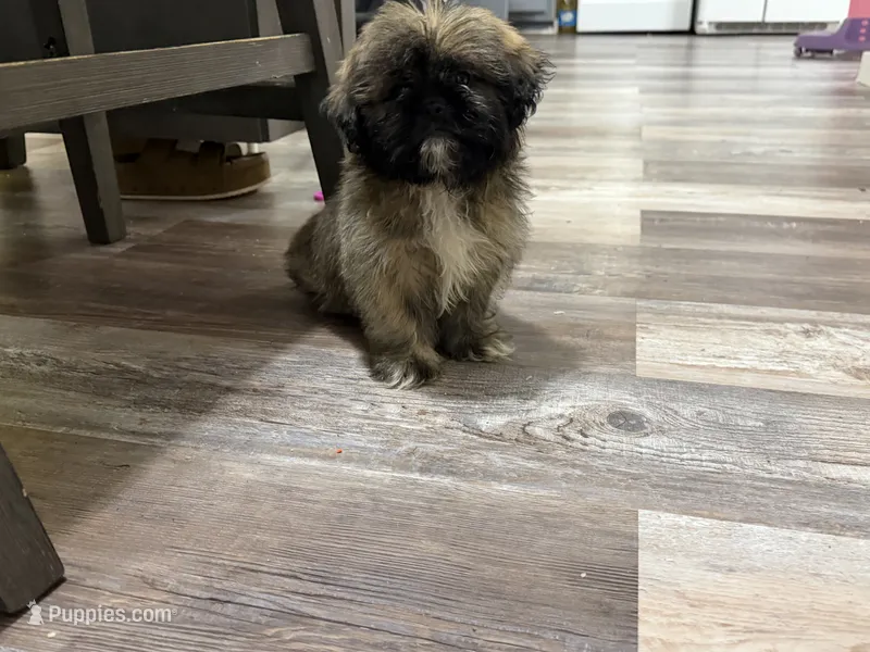 Teddy – Shih Tzu puppy for sale in Anderson, SC