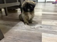 Your Can Name Him , a male Shih Tzu for sale in Anderson, SC – 1 of 2