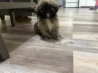 Your Can Name Him , a male Shih Tzu for sale in Anderson, SC – 2 of 2